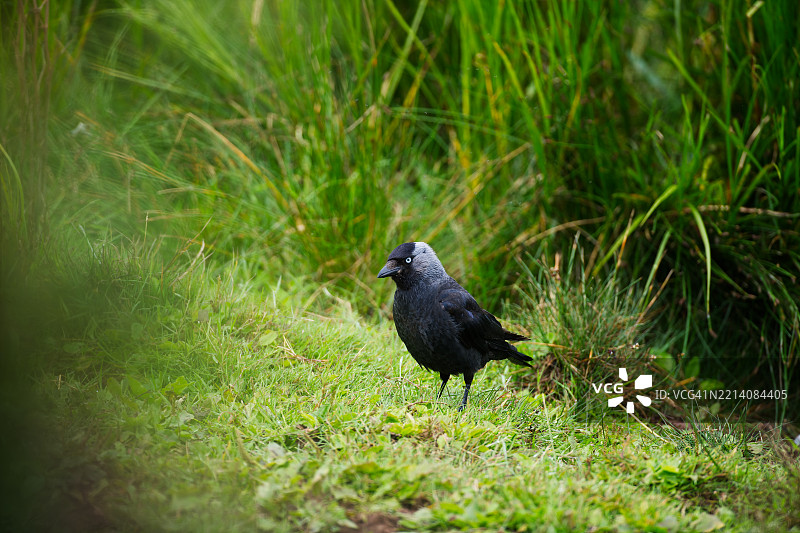在绿草中觅食的寒鸦图片素材