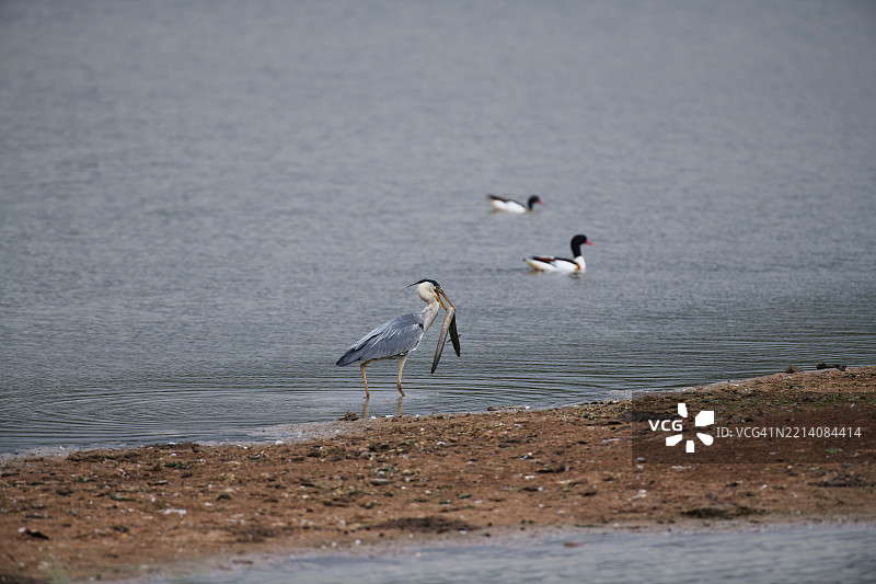 苍鹭带走它找到的鳗鱼图片素材