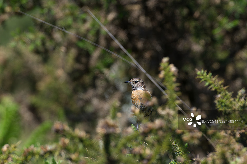 小鸟栖息在植物上的特写镜头图片素材