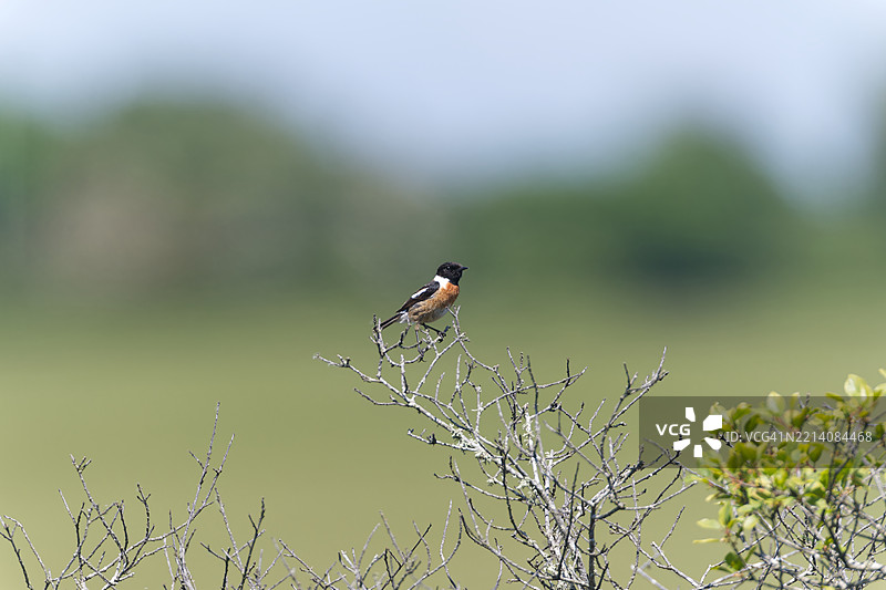 雄性石叨鸟栖息在树枝上图片素材