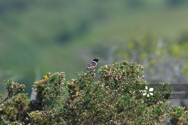小鸟栖息在植物上的特写镜头图片素材
