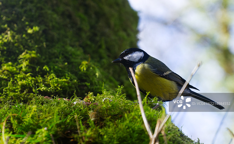 啄木鸟栖息在植物上的特写镜头图片素材