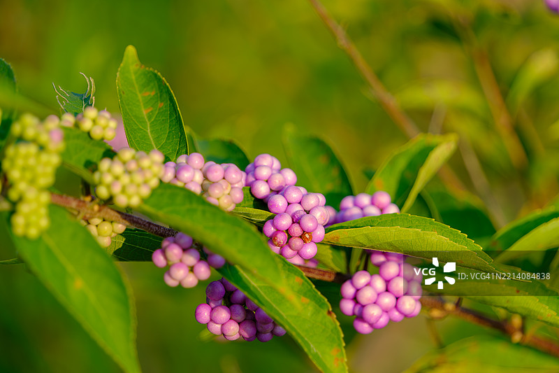 植物上的浆果特写图片素材