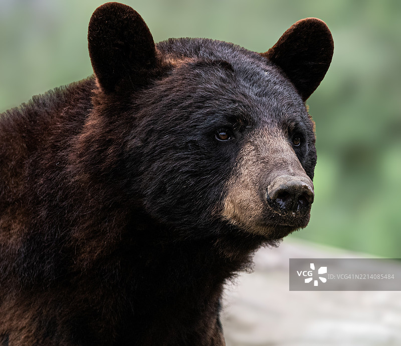 美洲黑熊的特写镜头图片素材