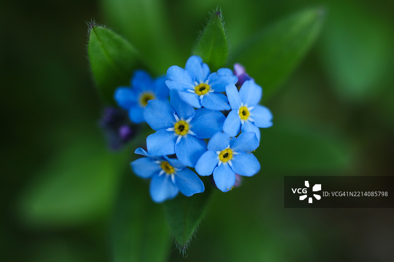 春季花园中的蝎子草和勿忘我 - Myosotis sylvatica，捷克共和国的特写照片图片素材