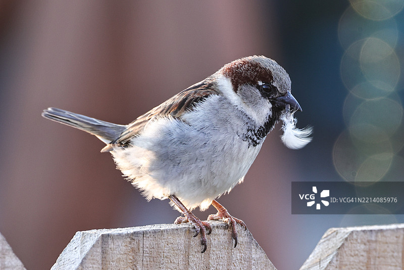 决定将一根迷路的羽毛放在哪里，内布拉斯加州布莱尔，美国图片素材