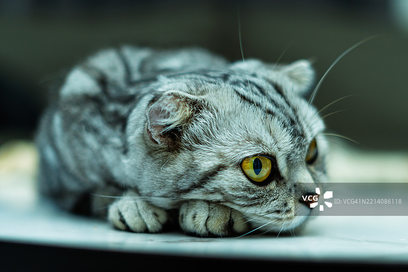 猫的特写镜头图片素材