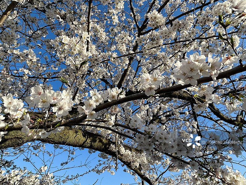 低角度视图的樱花与天空，日本图片素材