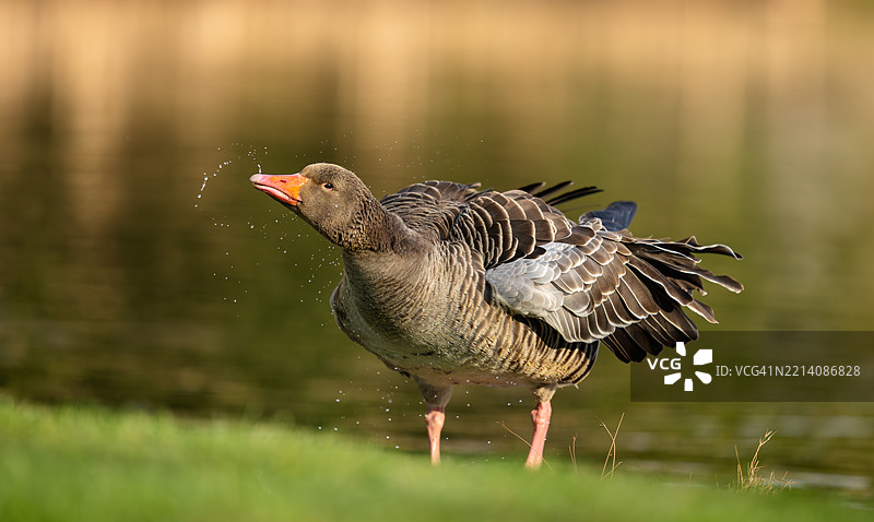 水鸟栖息在田野上的特写镜头图片素材
