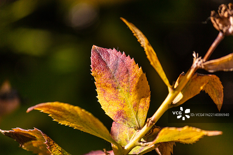 秋天的叶子特写图片素材