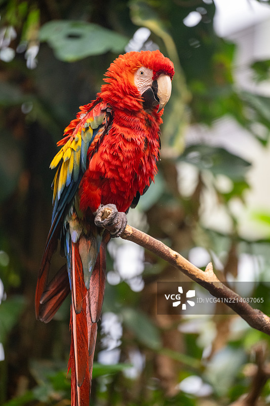 红色绿鹦鹉栖息在树枝上的特写镜头图片素材