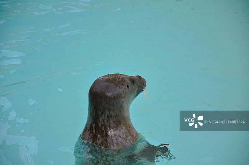 水中的海豹 - 野生动物 - 动物肖像照片图片素材