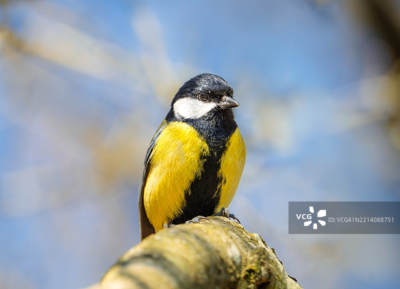 大山雀在早春的阳光明媚的日子里栖息在树枝上图片素材