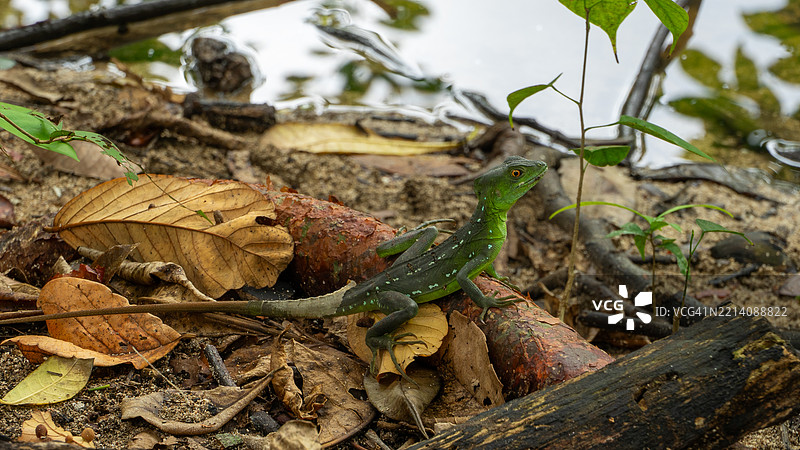 2008年3月在哥斯达黎加托尔图盖罗的雌性绿巴西利斯克蜥蜴图片素材