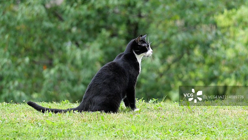 一只黑白相间的猫，侧身坐在花园的草地上。阳光。自然色彩。法国，上萨瓦省，埃维昂-莱-班。图片素材