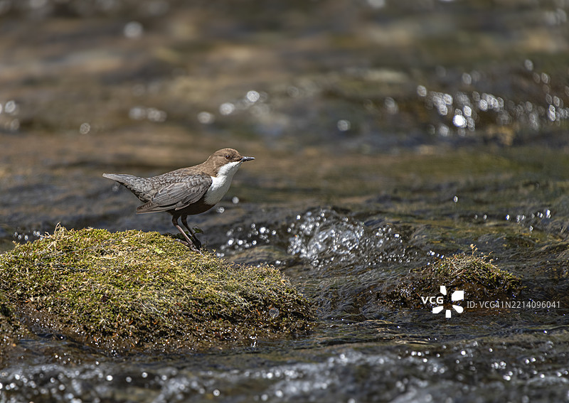海滩上鸟儿栖息在岩石上的特写镜头图片素材