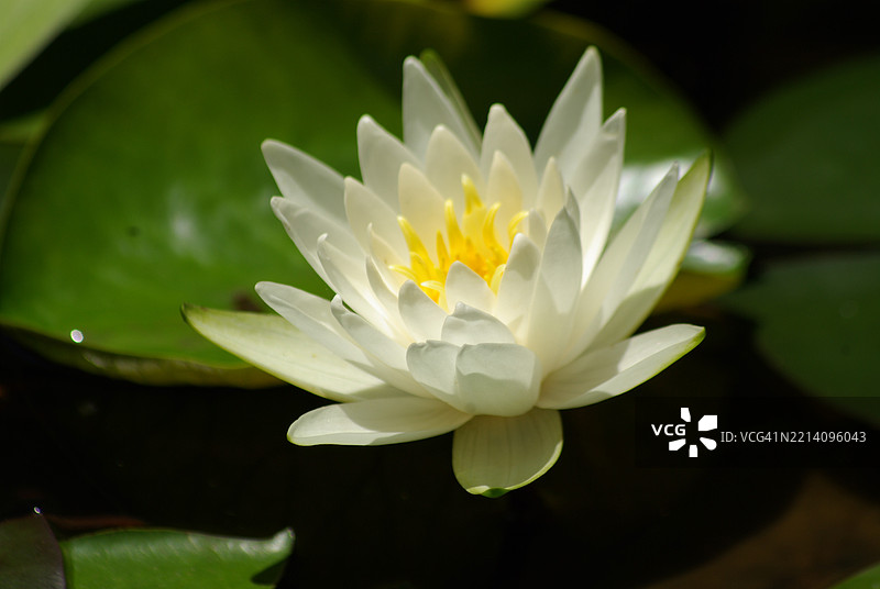 水莲特写，德克萨斯州奥斯丁，美国图片素材