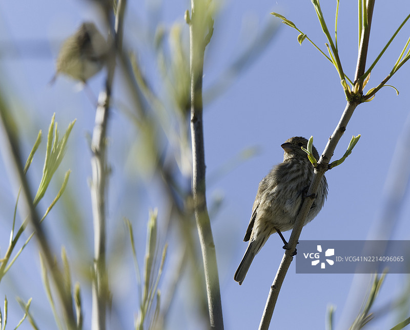 栖息在树枝上的鸣禽特写，梅赛德，加利福尼亚州，美国图片素材