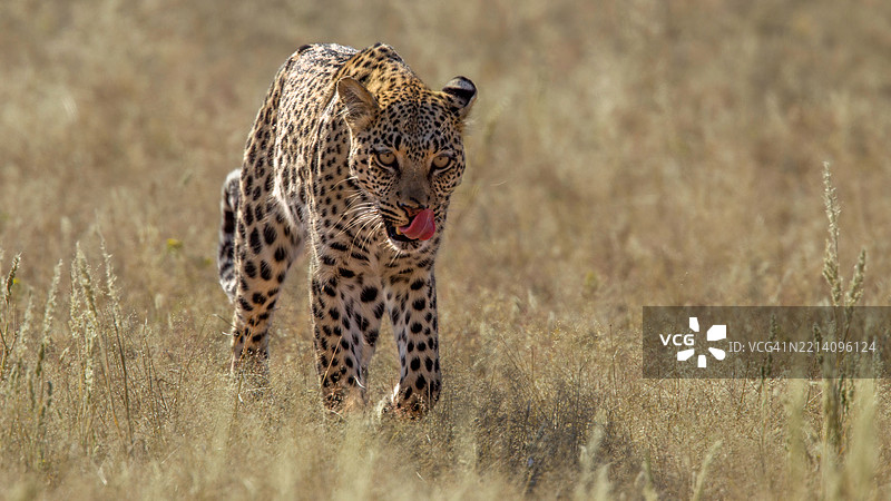 猎豹的肖像，Auob，南非北开普省图片素材