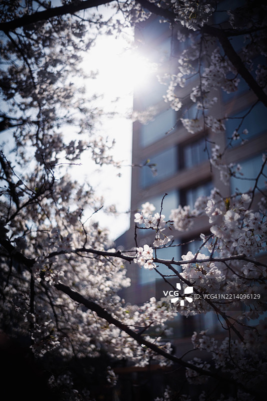 樱花树的低角度视图图片素材