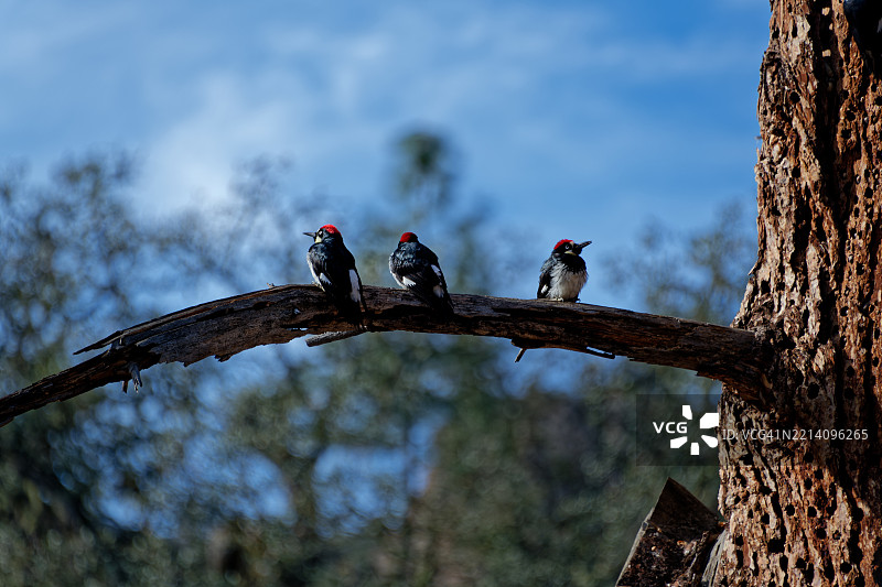 在美国皮纳克尔国家公园的松果啄木鸟，康多尔峡谷小径图片素材
