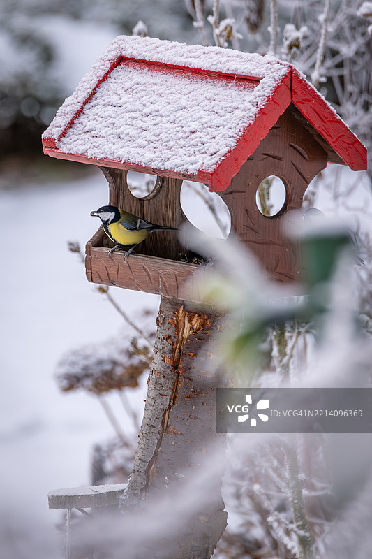 树上的鸟屋特写图片素材