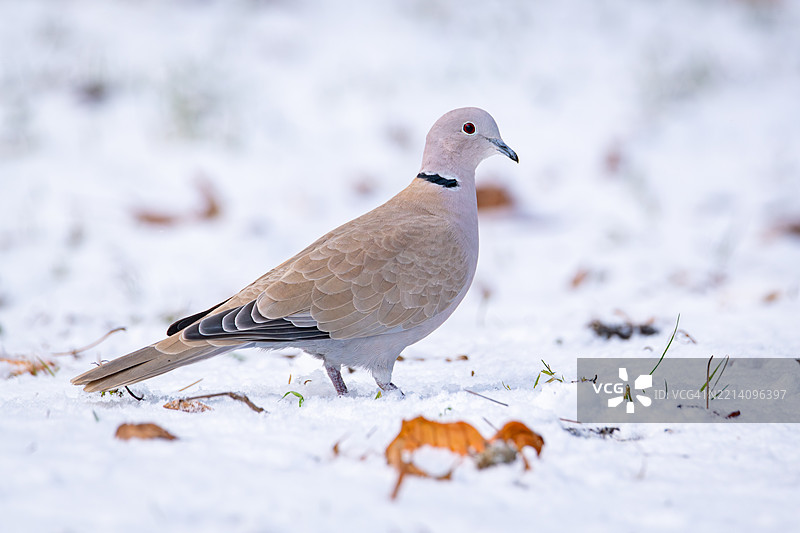 在雪地上栖息的游戏松鸡特写镜头图片素材