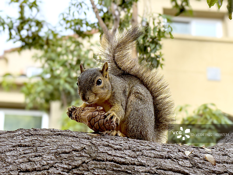 加州圣地亚哥树上的灰松鼠特写图片素材