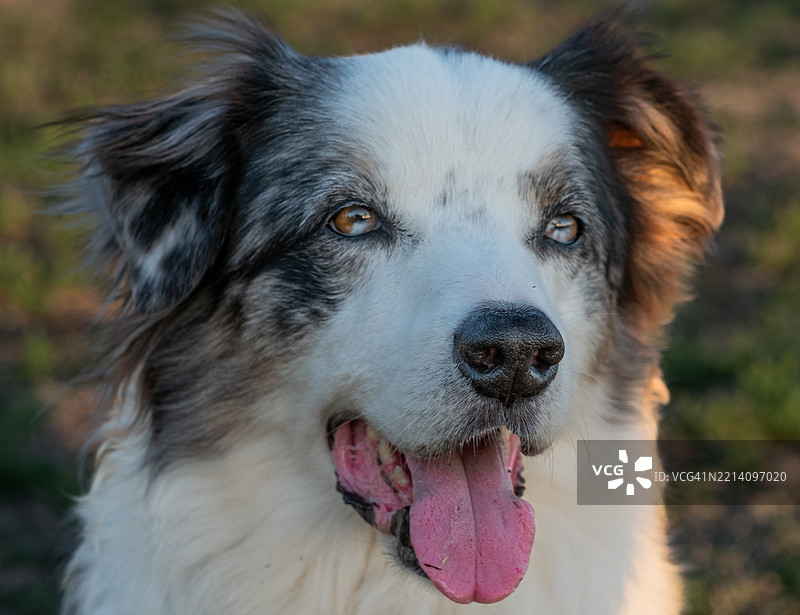 纯种柯利犬特写，佛罗里达州萨拉索塔，美国图片素材