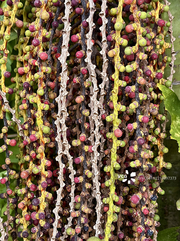 全景拍摄的多彩装饰，牙买加图片素材