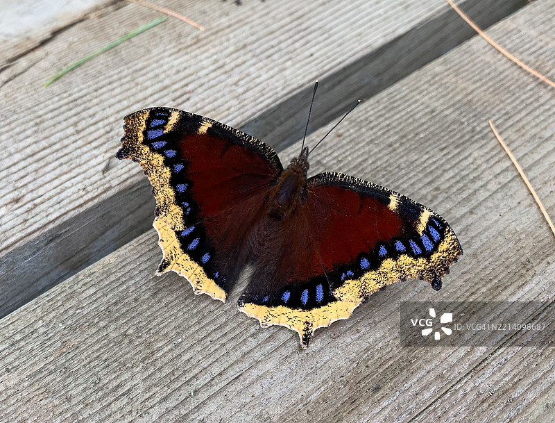 哀悼披风蝴蝶栖息在甲板上，安大略省，加拿大图片素材