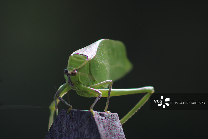黑色背景下木头上的昆虫特写，佛罗里达州，美国图片素材