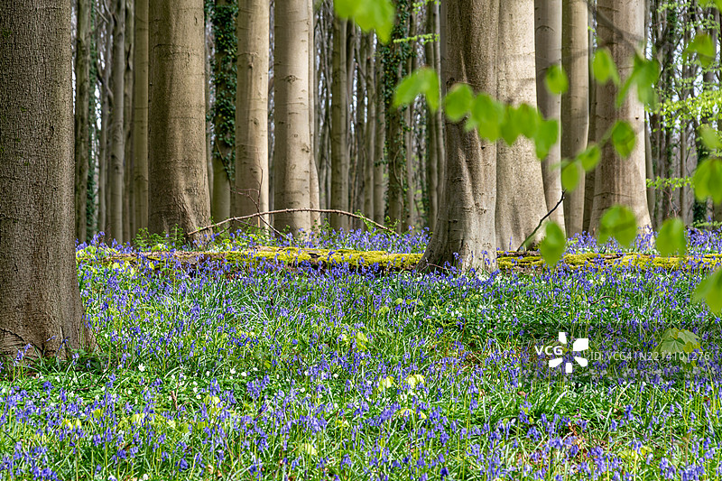 森林中开花植物的景观图片素材