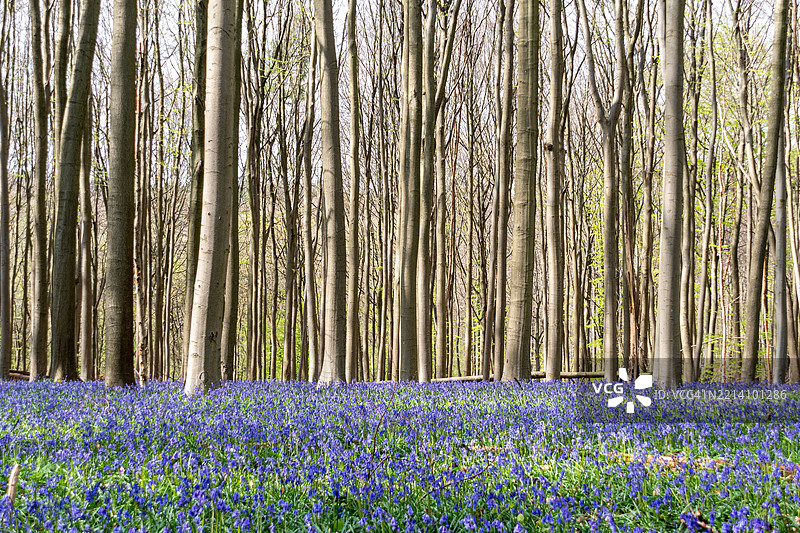 森林中开花植物的景观图片素材