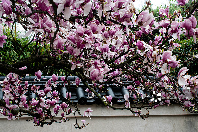 春天费城，宾夕法尼亚州，近距离拍摄粉色樱花图片素材