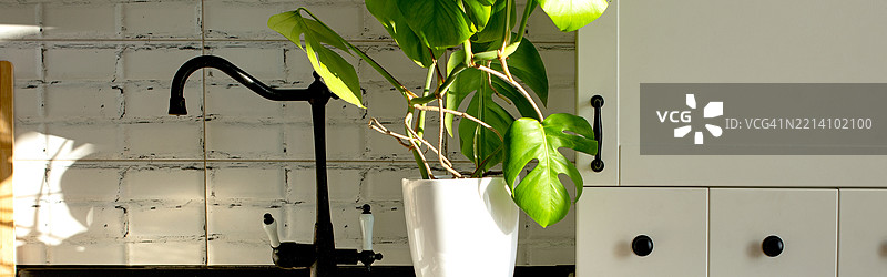 白色厨房中的白色花盆里的龟背竹植物横幅概念图片素材