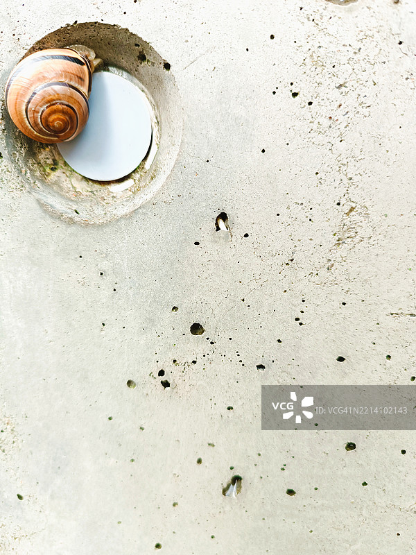 蜗牛藏在墙上的壳里，爬行在水泥背景的花园中，春雨湿滑。图片素材