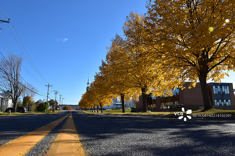 秋天的天空下，路边的树木图片素材