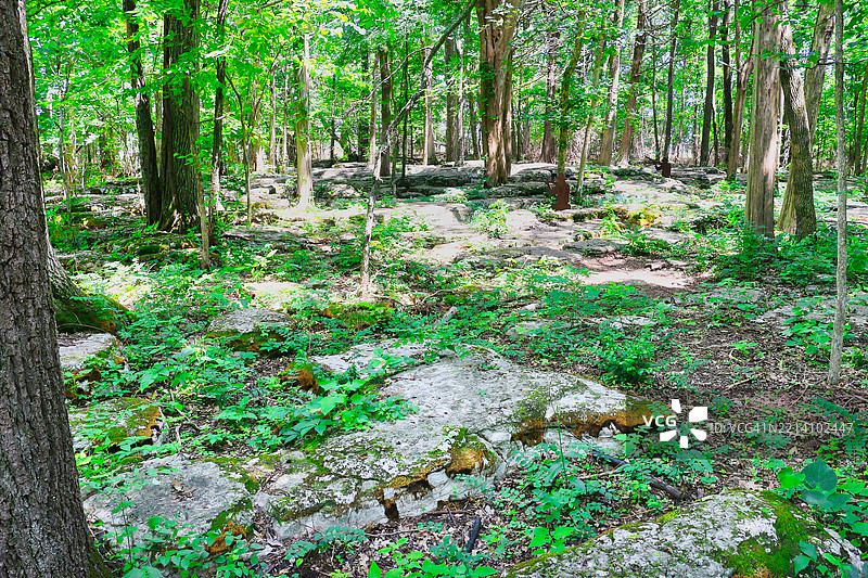 田纳西州穆尔弗里斯伯勒的森林中的树木图片素材