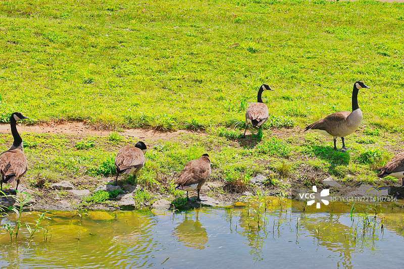 鸟儿栖息在湖面上的高角度视图，穆尔弗里斯伯勒，田纳西州，美国图片素材