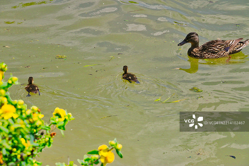 高角度视图的鸭子在湖中游泳，穆尔弗里斯伯勒，田纳西州，美国图片素材