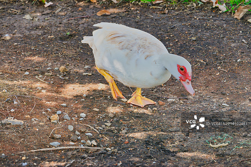 田野上的鸭子特写，穆尔弗里斯伯勒，田纳西州，美国图片素材