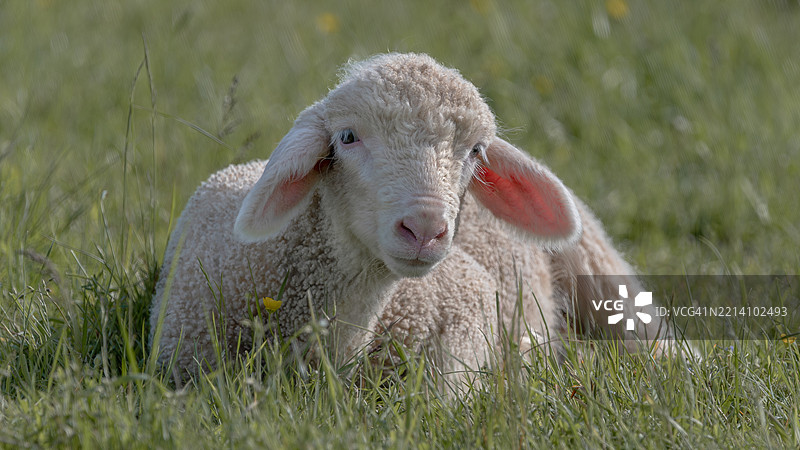 躺在草地上的小羊肖像 16x9图片素材