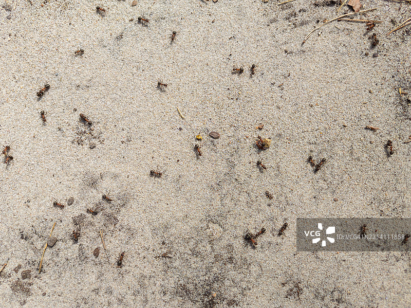 森林中蚂蚁的俯视图图片素材