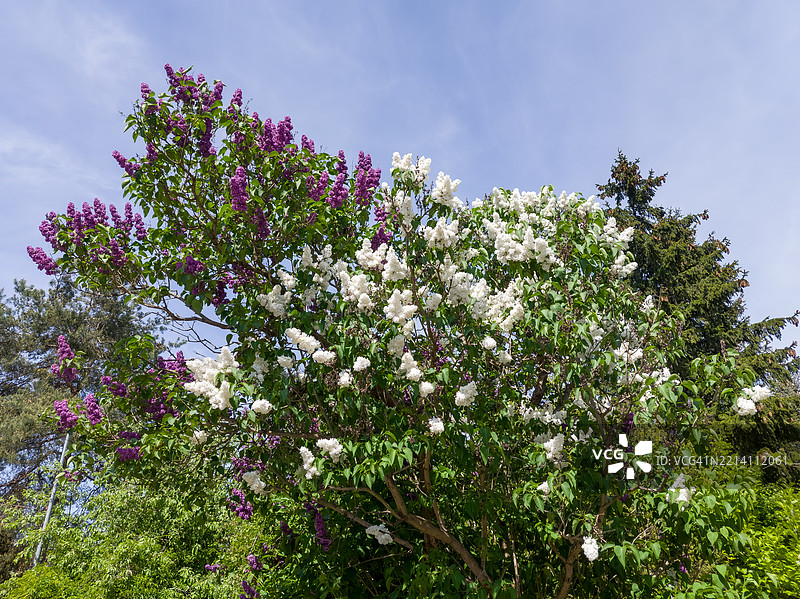 盛开的紫丁香灌木图片素材