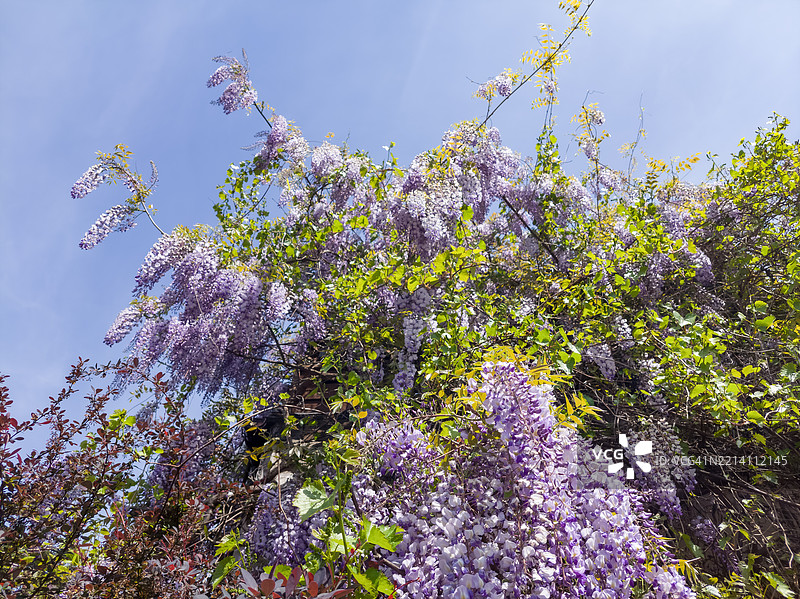春天盛开的紫藤花图片素材