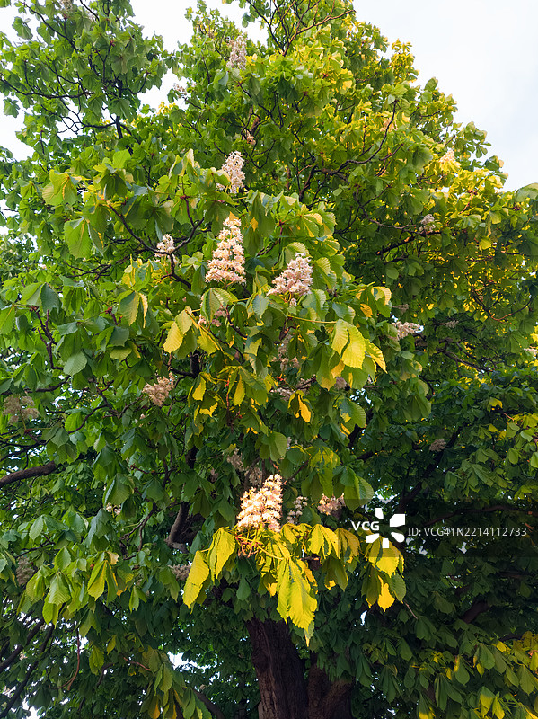 成熟的马栗树开满白色花朵图片素材