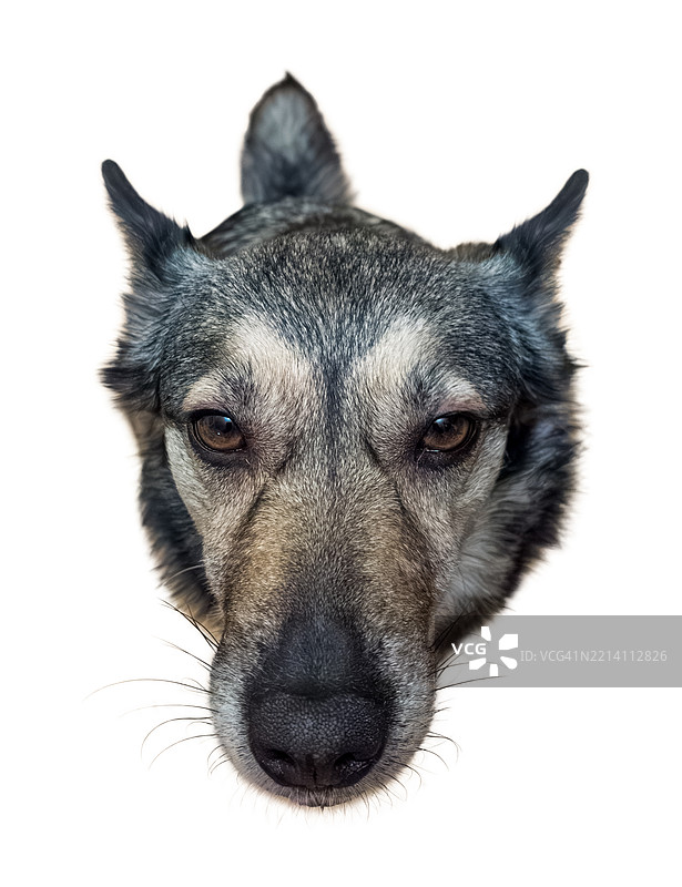 一只狗专注目光的特写向上拍摄图片素材