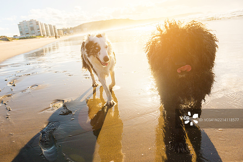 两只狗在日落时分的海滩上奔跑图片素材
