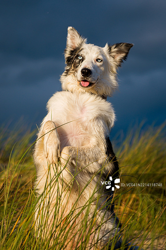 边境牧羊犬在海滩上用后腿站立图片素材